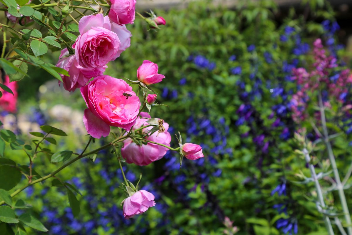 DescansoGardens's tweet photo. Did you know that June is National Rose Month? Enjoy a sunny stroll through our five-acre #RoseGarden with fragrant, beautiful blooms 🌹 #ExploreDescanso
#DescansoGardens #TimeOutLA #DiscoverLA #VisitCalifornia #VisitPasadena #abc7eyewitness #NBCLA #CBSLA https://t.co/r61OfNeBA3
