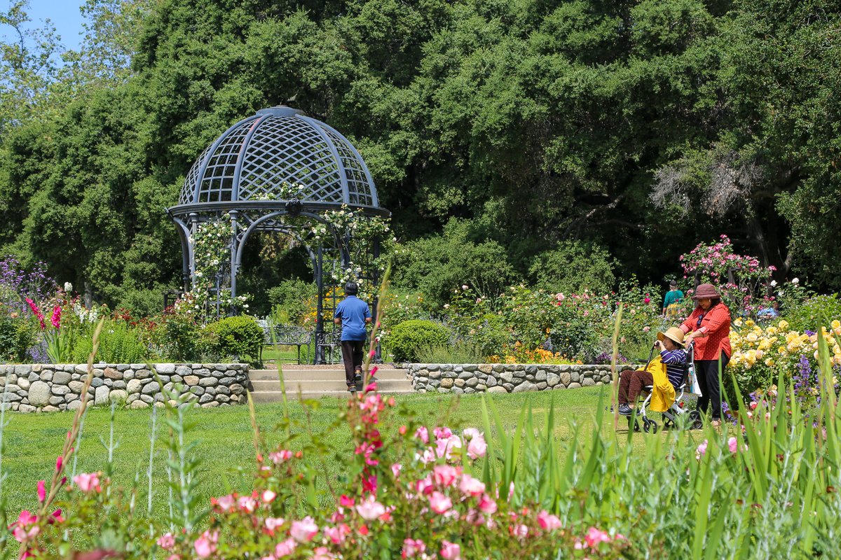 DescansoGardens's tweet photo. Did you know that June is National Rose Month? Enjoy a sunny stroll through our five-acre #RoseGarden with fragrant, beautiful blooms 🌹 #ExploreDescanso
#DescansoGardens #TimeOutLA #DiscoverLA #VisitCalifornia #VisitPasadena #abc7eyewitness #NBCLA #CBSLA https://t.co/r61OfNeBA3
