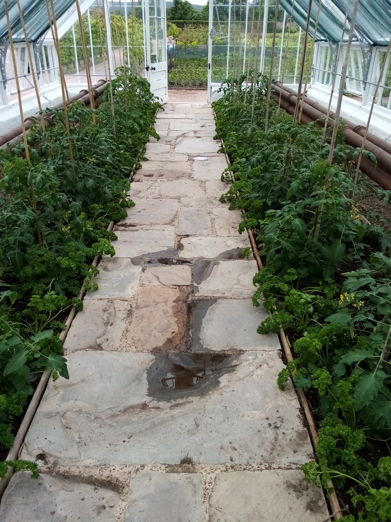 OrkSciFest's tweet photo. Ed Bollom, Head Gardener at @GCWalledGarden in Fochabers is growing tomatoes in volcanic rock dust alongside those in traditional compost. There will be a taste test at the festival. Plants on the right are growing in volcanic rock dust. #gordoncastle https://t.co/VObFz7ifEA