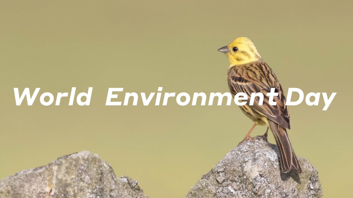 WSP_UKI's tweet photo. As we celebrate #WorldEnvironmentDay, we're proud to be supporting our environment by partnering with clients like @EDF to create wildlife havens at Hinkley Point C. New species are thriving, enticing red-list farmland birds like yellowhammers!  #WeAreWSP https://t.co/Hvxq2CpCSI