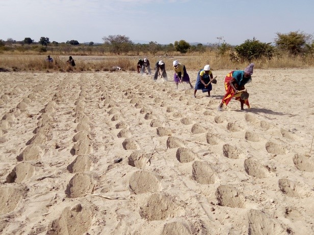 HumanaHPP's tweet photo. Farmers' Clubs Chivi project accelerates the development of climate-resilient livelihoods and ecosystems for 1500 smallholder farmers through adopting climate-smart conservation agriculture, biodiversity conservation and sustainable environmental management. #WED24 https://t.co/v21SNYFfSM