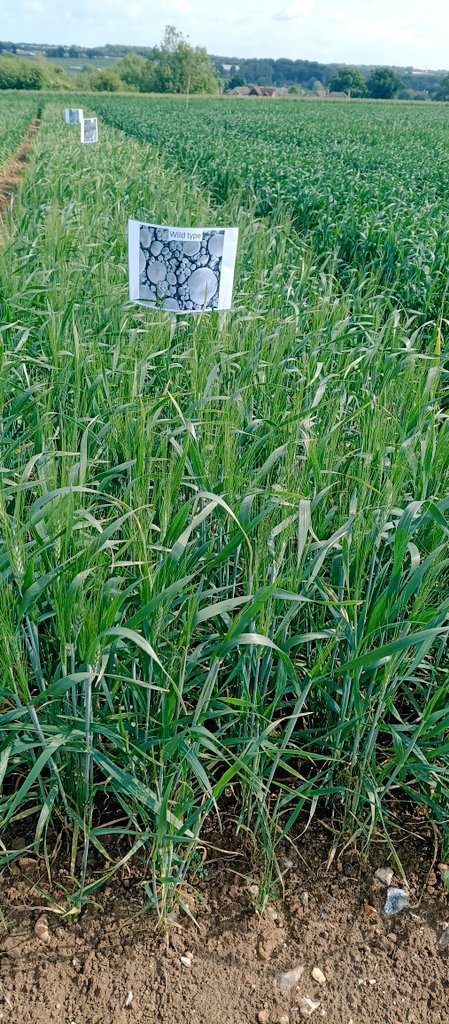 Rose (@rose_mcn) on Twitter photo Had a great day at the <a href="/JohnInnesCentre/">John Innes Centre</a> breeders day talking about all our different starch mutants in wheat 🌾 Had a great day at the <a href="/JohnInnesCentre/">John Innes Centre</a> breeders day talking about all our different starch mutants in wheat 🌾