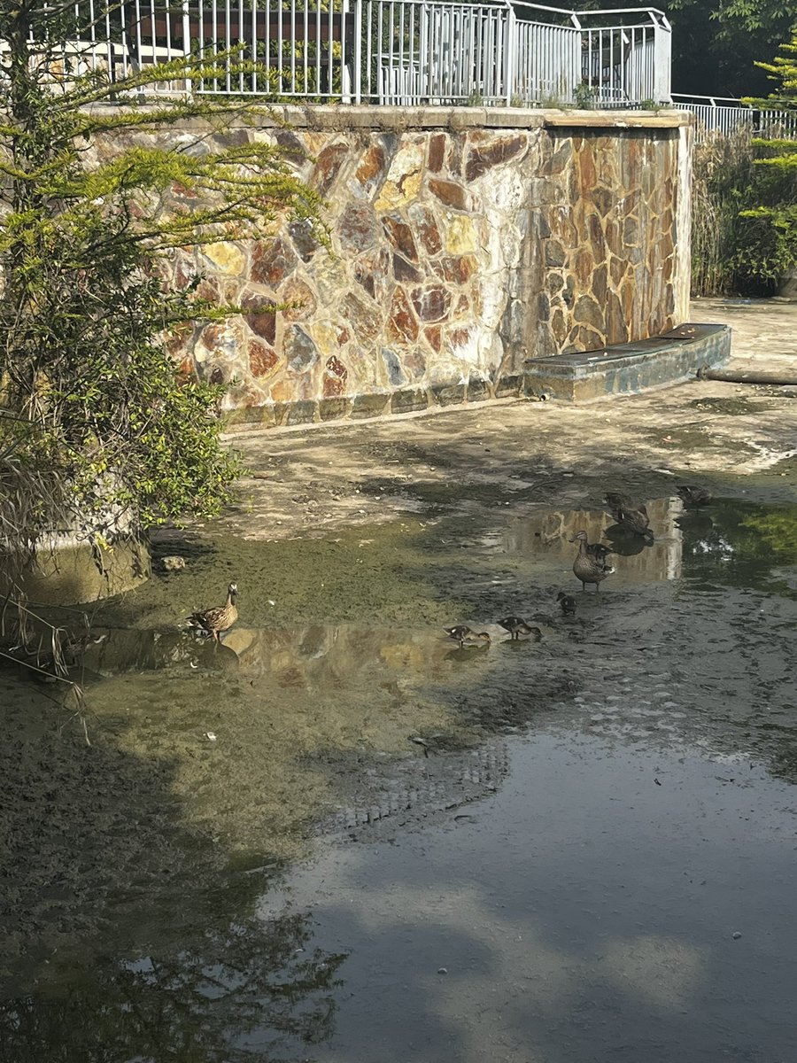 PdePimienta's tweet photo. @AytoAlcorcon Estamos consternados en el Parque de la Rivota…
Han vaciado el estanque para limpiarlo dejando sin agua a todos los animales que viven aquí! Por favor necesitamos que lo llenen cuanto antes
#alcorcon #ayuda #animales #madrid https://t.co/4uI9YrxC8F