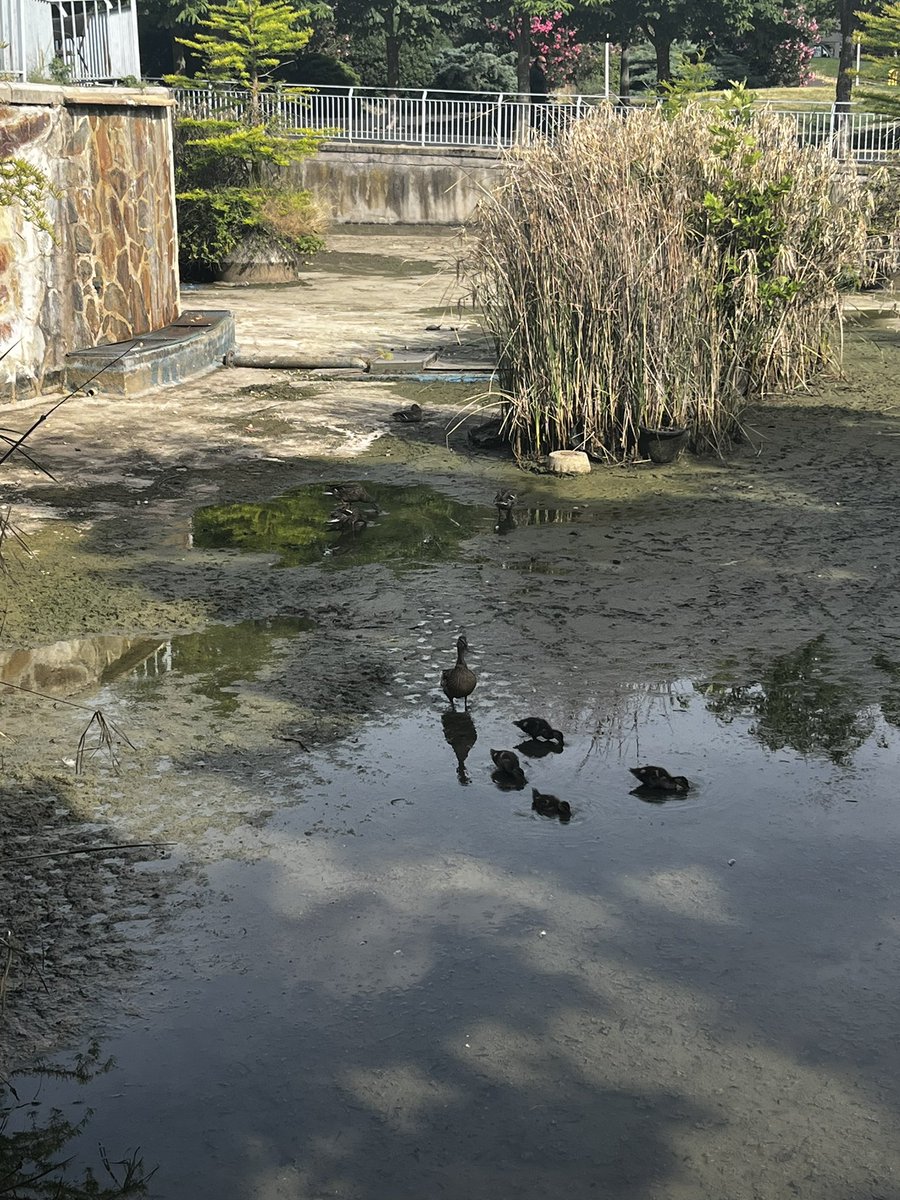PdePimienta's tweet photo. @AytoAlcorcon Estamos consternados en el Parque de la Rivota…
Han vaciado el estanque para limpiarlo dejando sin agua a todos los animales que viven aquí! Por favor necesitamos que lo llenen cuanto antes
#alcorcon #ayuda #animales #madrid https://t.co/4uI9YrxC8F