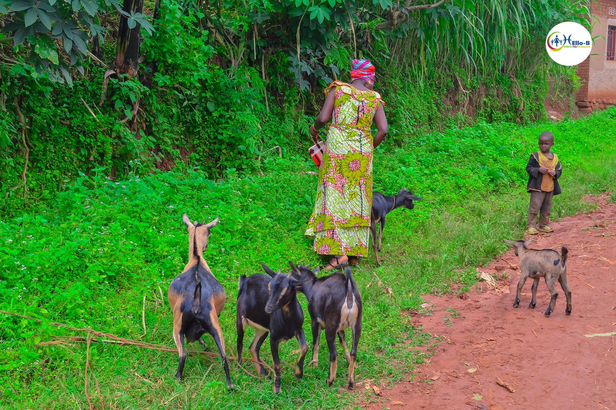 HelloB_ASBL's tweet photo. #Burundi: Dans le but d'appuyer la population à faible revenus principalement composée par les femmes, @HelloB_ASBL distribue les petits betails comme les lapins, chèvres &amp; porcs.
Certains citoyens de la commune #Isare, @BujumburaProv, qui ont reçu cet appui s'en réjouissent.
1/2 https://t.co/vc0e82dQha