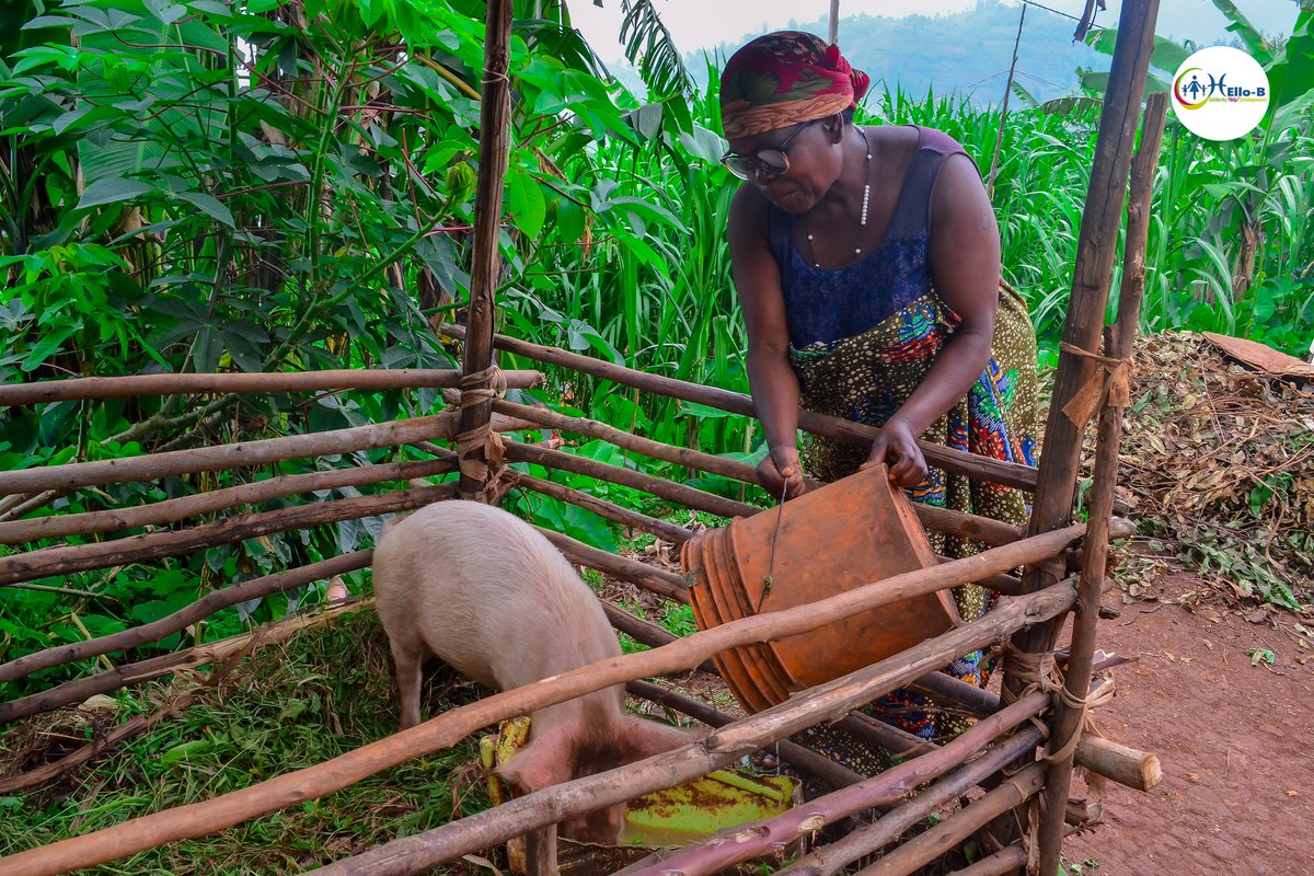 HelloB_ASBL's tweet photo. #Burundi: Dans le but d'appuyer la population à faible revenus principalement composée par les femmes, @HelloB_ASBL distribue les petits betails comme les lapins, chèvres &amp; porcs.
Certains citoyens de la commune #Isare, @BujumburaProv, qui ont reçu cet appui s'en réjouissent.
1/2 https://t.co/vc0e82dQha