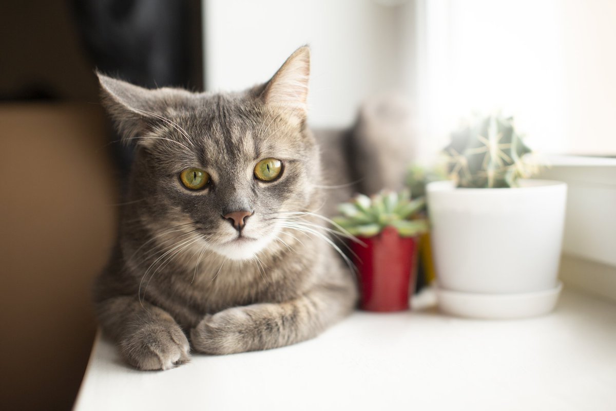 marketer_sohan's tweet photo. #Cat #cats #catlovers #catlife #catoftheday
#catloversclub #catlove #catphoto #catmemes
#catscatscats https://t.co/RF2tgLrqpW