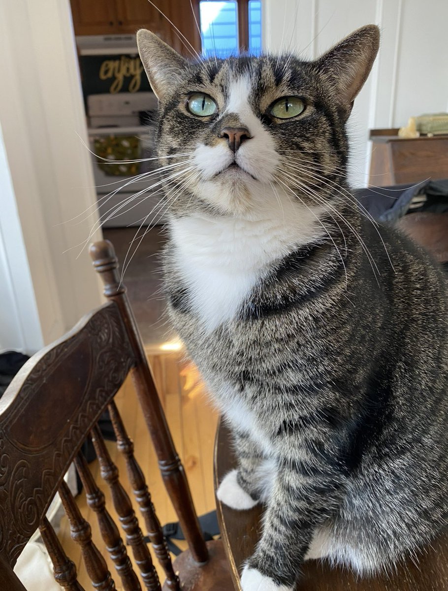 mishelleleigh's tweet photo. Friends in the Landsdowne area I’m asking you to please keep your eyes peeled for our escape artist, Peanut. https://t.co/5cLqYDSukb