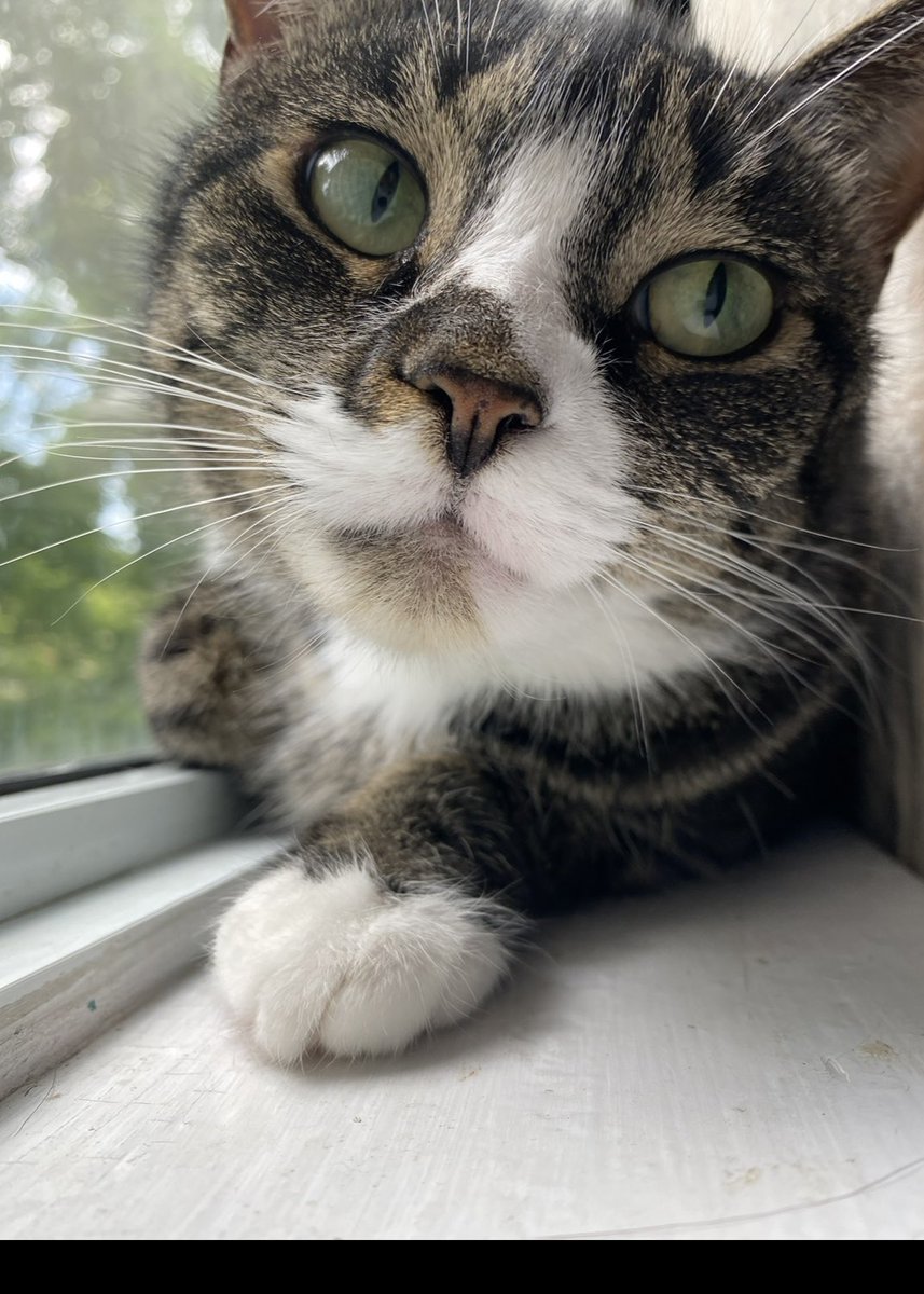 mishelleleigh's tweet photo. Friends in the Landsdowne area I’m asking you to please keep your eyes peeled for our escape artist, Peanut. https://t.co/5cLqYDSukb