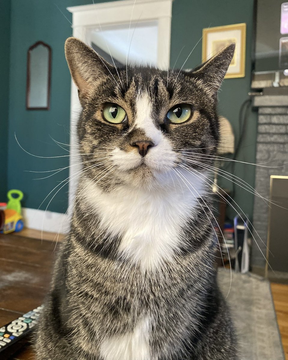 mishelleleigh's tweet photo. Friends in the Landsdowne area I’m asking you to please keep your eyes peeled for our escape artist, Peanut. https://t.co/5cLqYDSukb