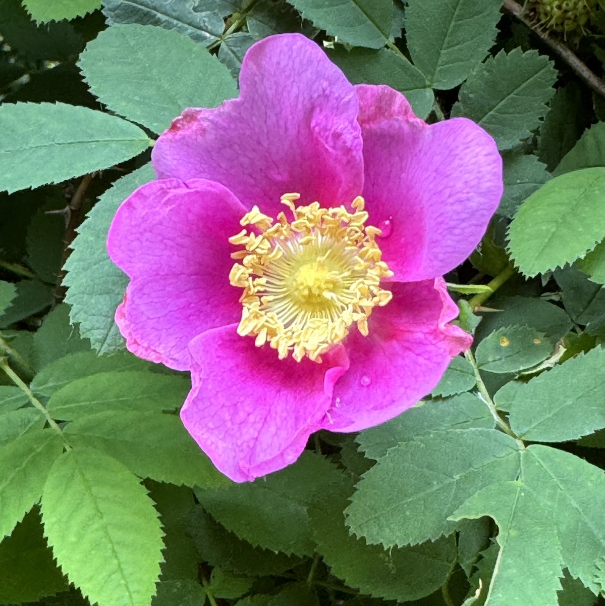 Arrived back in BC after being away for a month helping my parents. I’m ready to write again! I’ve got an exciting project I’m working on…and guess what? It’s #nature related. Bloom where you are planted. 🌸💕
#writingcommunity #writinglife #kidlitwriter