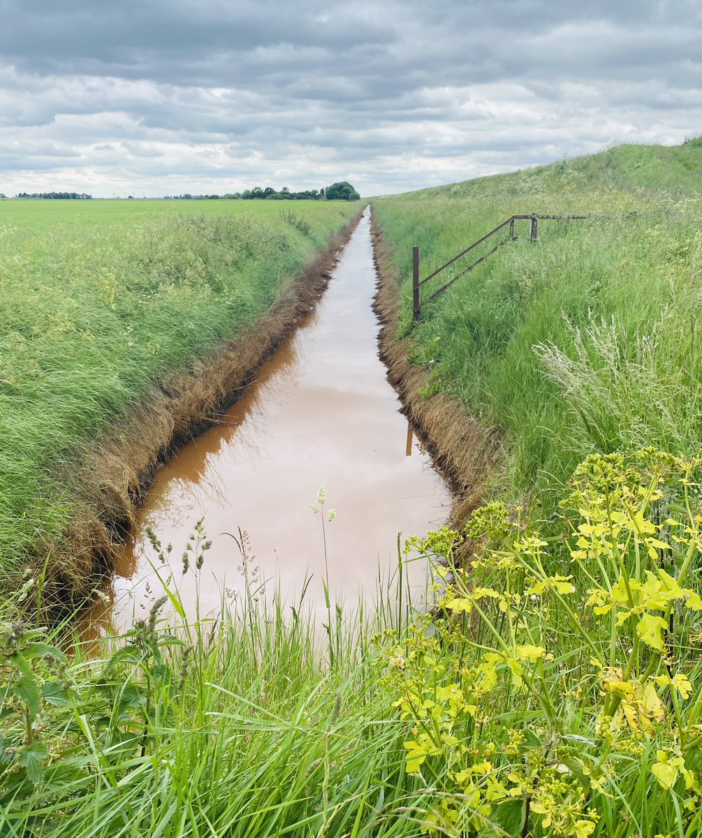 07Marshy's tweet photo. Finally, a few pics from day 1. #suttonbridge to #KingsLynn . Walking the sea bank overlooking the salt marshes. Weather held out. #peterscottwalk #lincolnshire #norfolk #walking #wildlife #birds https://t.co/tFNQ6rzMn6