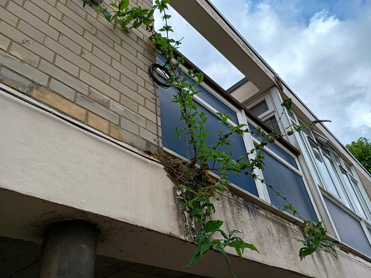 Council estate regeneration is always preceded (and then justified) by years of managed neglect. #Southwark