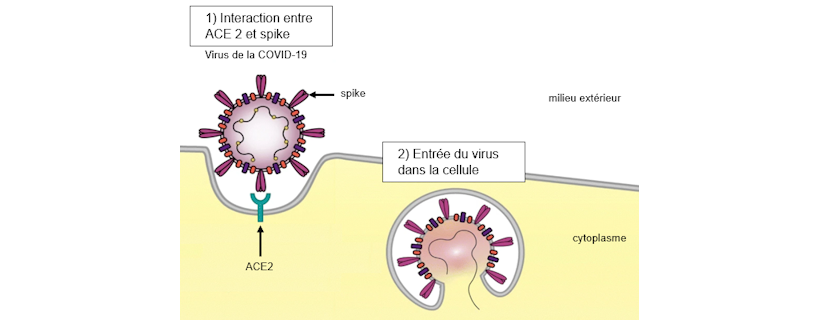 SVT_Besancon's tweet photo. La #banquedesujets de #SVT s'enrichit du sujet 1 des Emirats Arabes Unis - Session 2024 #Bac2024
Ex. 1 : Les isotopes, marqueurs du temps et du climat
Ex.2 : Virus de la COVID-19 et régulation de la glycémie par le foie
https://t.co/yFxKfYA6Tc https://t.co/3DTkjZ074c