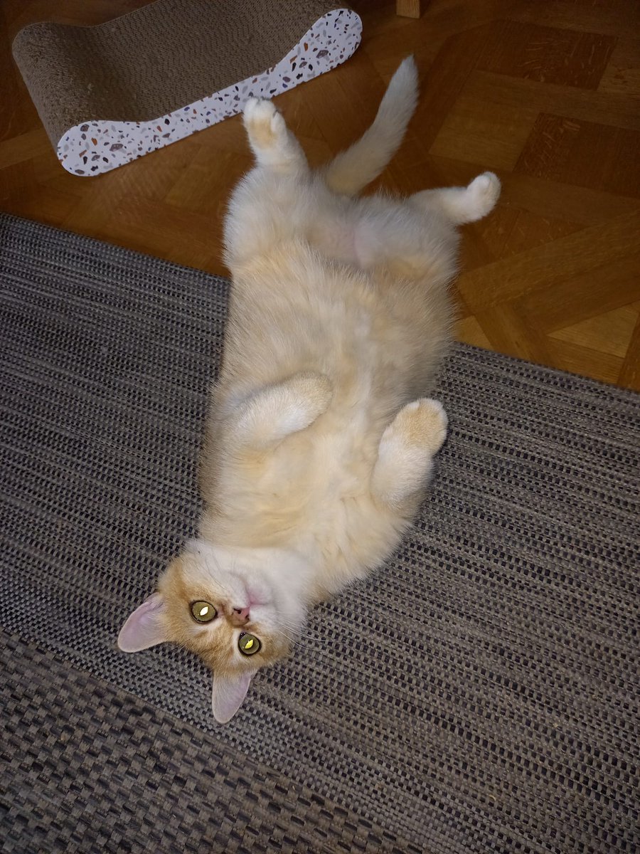 aigle_espiegle's tweet photo. @Catsillyness https://t.co/CuGNr83NC4