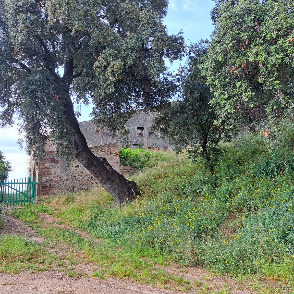martamasies's tweet photo. Acompanyada d'en Francesc Clarà ens hem arribat fins a Can Teixidor de Pineda de Mar, una masia de titularitat municipal des de fa 25 anys i que espera ser restaurada. Ara ja en té prou i s'ha començat a esfondrar. Res a dir @pinedademar ? https://t.co/EMeCtnYCyb