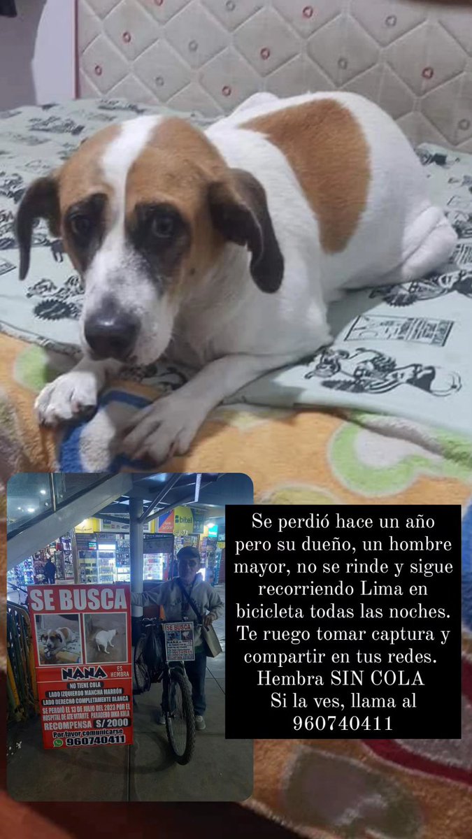 danegamez's tweet photo. Les ruego descargar esta imagen y subirla a todas sus redes sociales..
Juntos podemos encontrar a Nana https://t.co/EecHn8E6mm