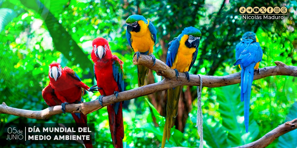 El Día Mundial del Medio Ambiente es una fecha para agradecer al Creador por todas las maravillas que nos rodean, y comprometernos a cambiar nuestras costumbres, y vivir en armonía con la naturaleza. Pongamos todo nuestro amor, esfuerzo y optimismo para recuperar nuestra esencia.