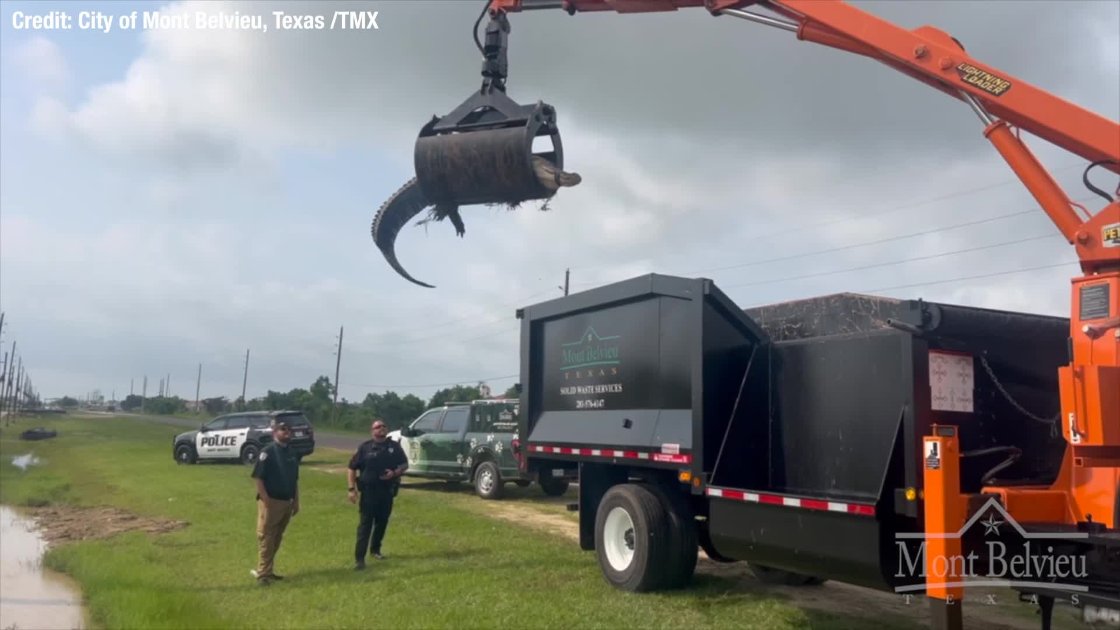 GATOR REMOVAL 🐊 'See ya later, alligator!': Grapple truck lifts 12-foot alligator from ditch bit.ly/3Kxu6Yy