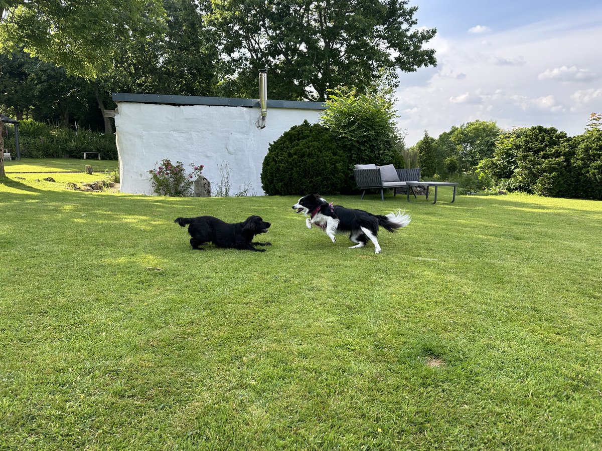 KinlochSusan's tweet image. Orla has met a friend #spaniel