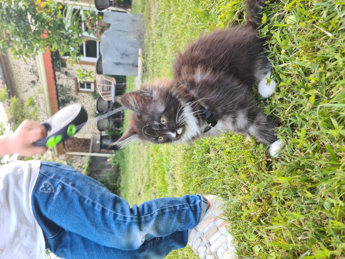 SamG1_'s tweet image. Bakugo !