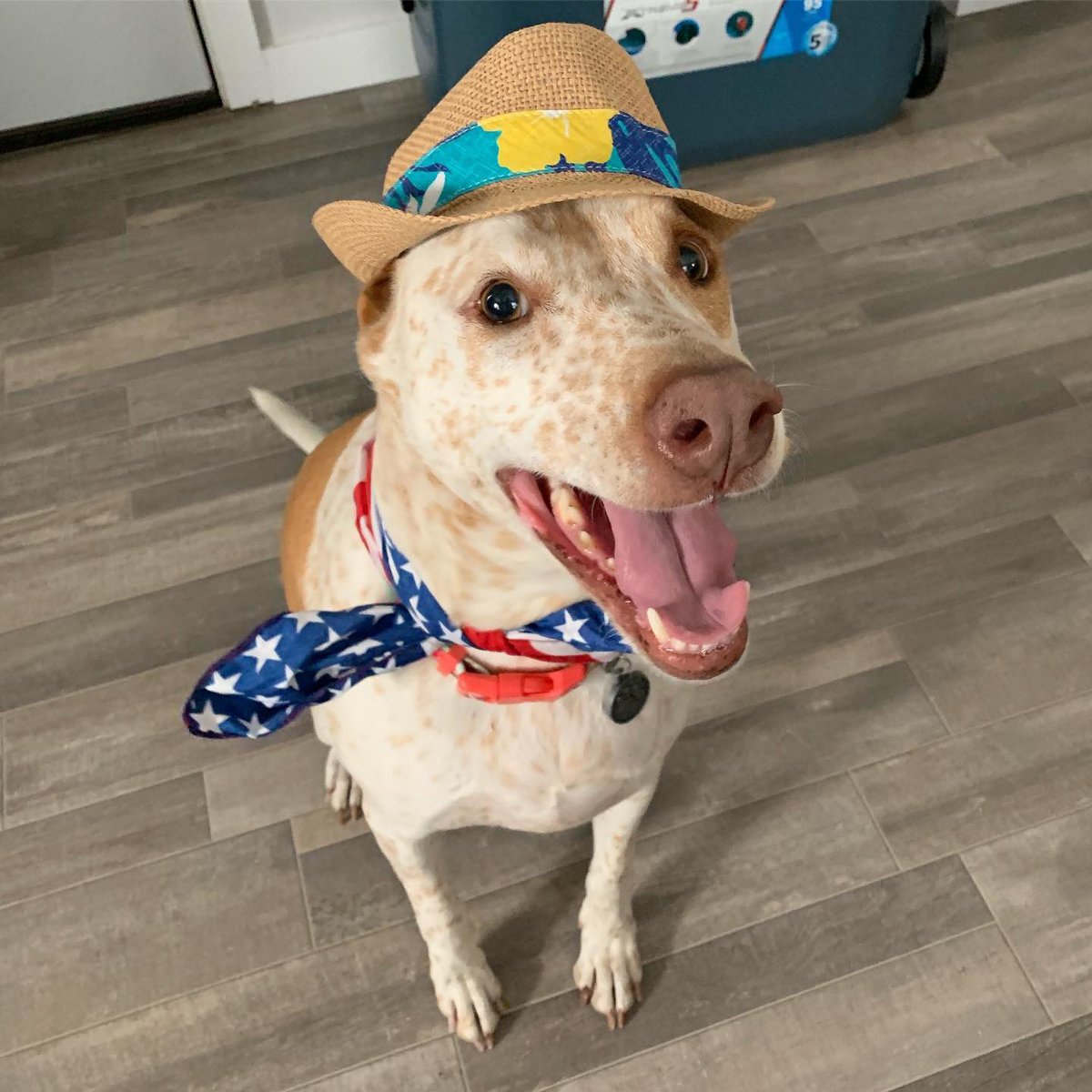 Ehbit_'s tweet image. I don’t really know how to say this, but Clyde is very sick. If you’re able to help, I’d appreciate it. He’s been my best friend for 10 years and I want to do everything I can for him. gofund.me/781cd50c