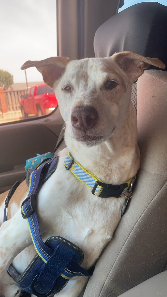 Ehbit_'s tweet image. I don’t really know how to say this, but Clyde is very sick. If you’re able to help, I’d appreciate it. He’s been my best friend for 10 years and I want to do everything I can for him. gofund.me/781cd50c