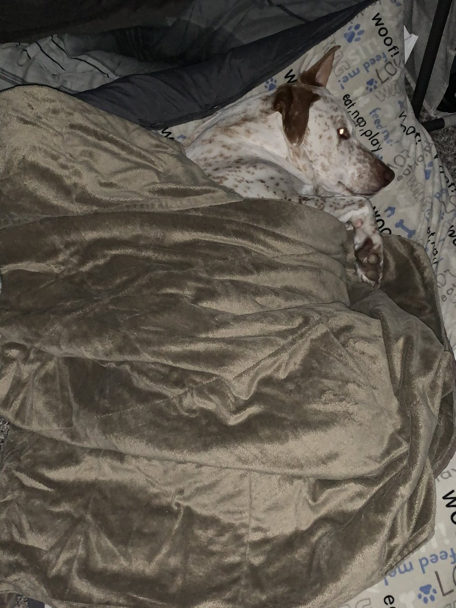 Ehbit_'s tweet image. I don’t really know how to say this, but Clyde is very sick. If you’re able to help, I’d appreciate it. He’s been my best friend for 10 years and I want to do everything I can for him. gofund.me/781cd50c