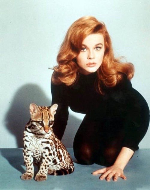CineAngela60s's tweet photo. Ann Margret  for Kitten with a Whip https://t.co/hzyECgU42w