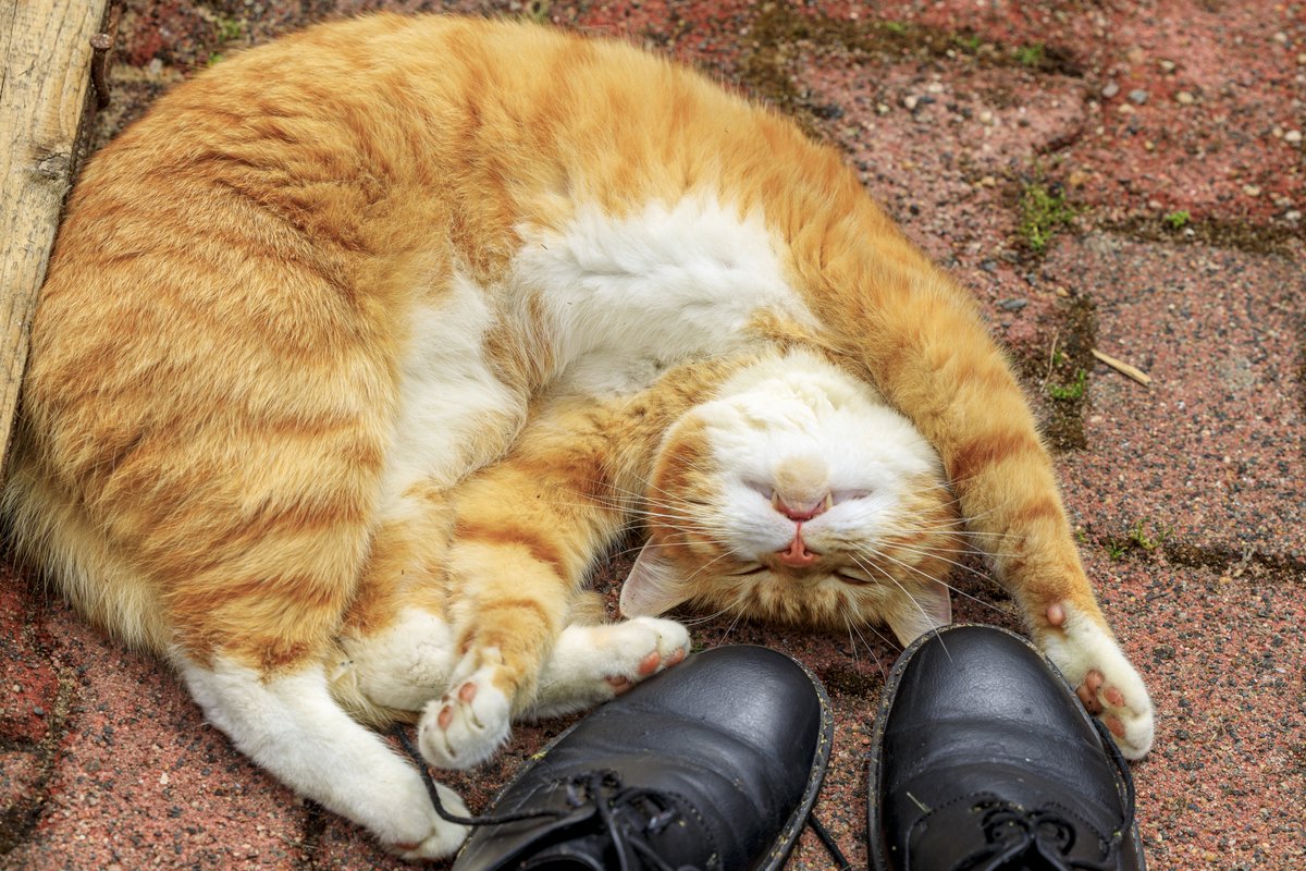 UsualRedAnt's tweet image. Katze müsste man sein... Oder besser Kater... Oder noch besser: Dieser Kater. ... Aber ne, unsereins musste ja Daumen haben... Und nu? Bin ich der, der mit meinen Schnürsenkeln spielt? Ne, bin ich nicht. Ist doch alles Beschiss ey... #Catcontent