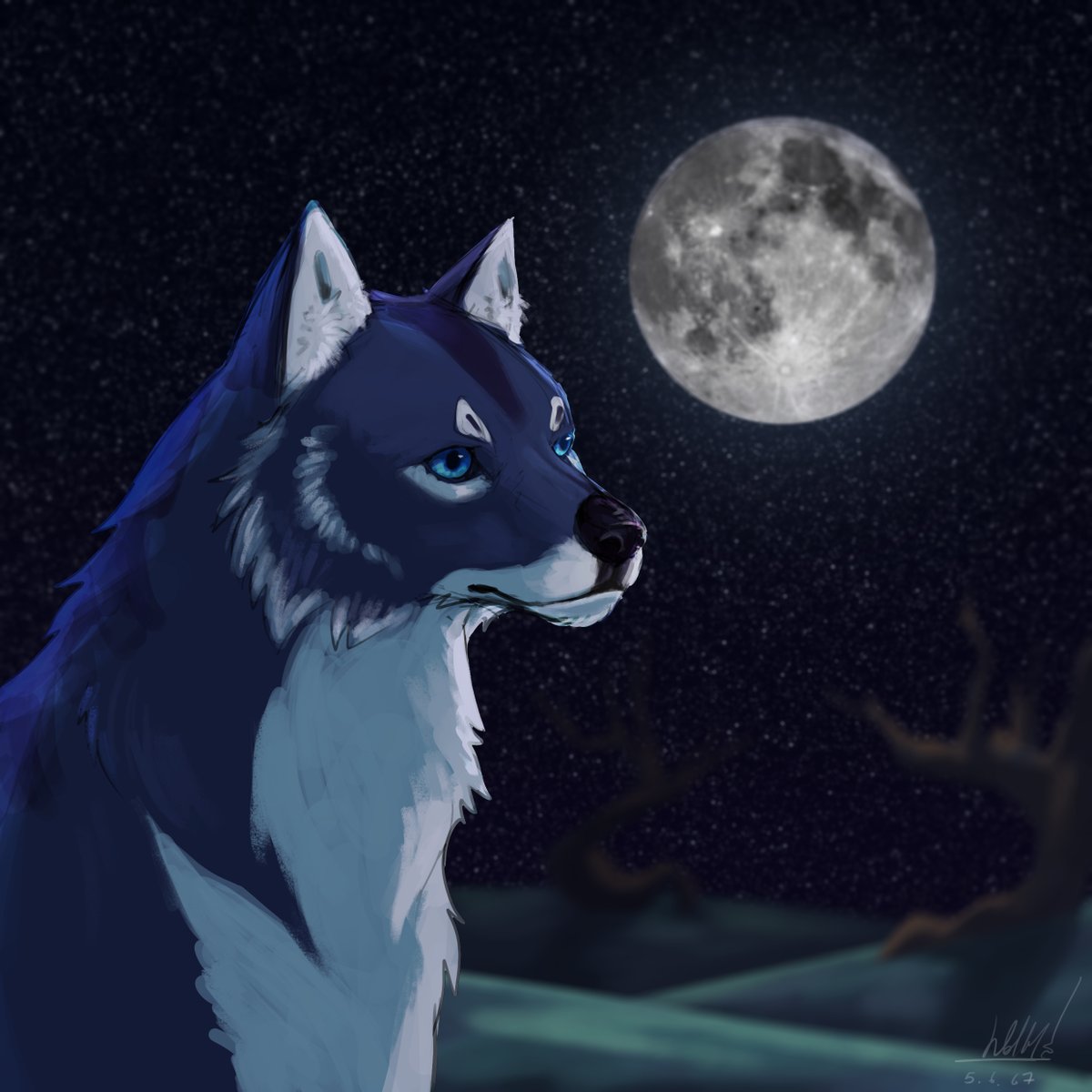 wolffyy006's tweet photo. Blue wolf at night. https://t.co/iLaEysOeWq