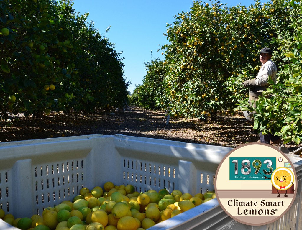 Timing the harvest of the freshest, juiciest lemons from our orchards is both an art and a science. Our skilled farmers consider the lemon’s color, size, and shape, as well as weather patterns and conditions to determine the optimal picking time.