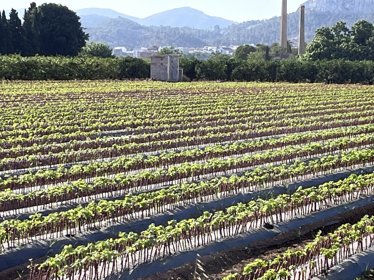 Viveros Barber tweet media