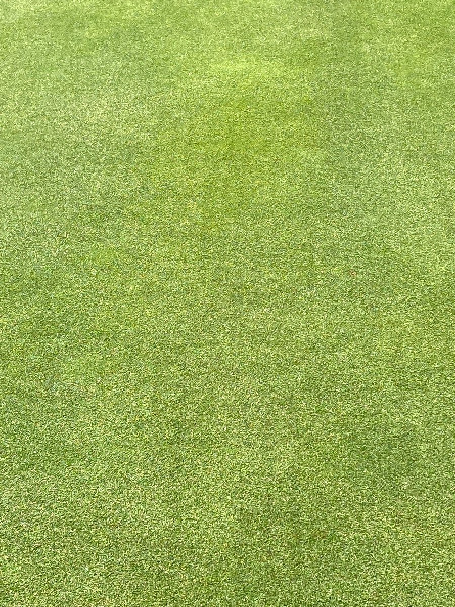 Picture perfect at The Ross on Wye GC <a href="/rowgc/">Ross On Wye GC</a> greens looking  excellent following spring overseed with ForeFront Greens blend of BrownTop Bent and Creeping Bent 007 and Tour Leader (GDE) No1 in BSPB list