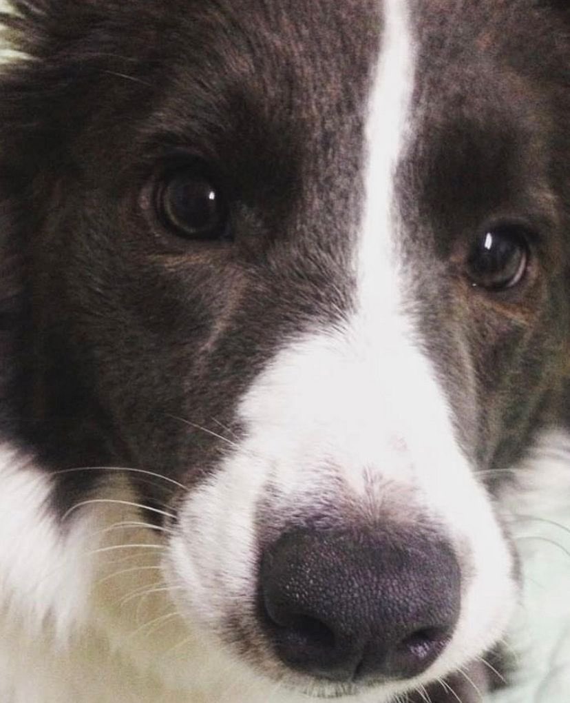 ____ripley's tweet photo. Our maknae, collie. Thank you for all the memories and journey we’re having together. RIP 

You’ll be missed 🤍 https://t.co/OnV0gfwR7N