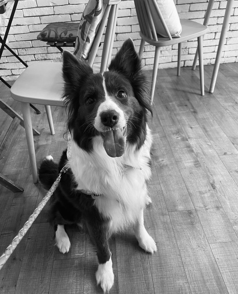 ____ripley's tweet photo. Our maknae, collie. Thank you for all the memories and journey we’re having together. RIP 

You’ll be missed 🤍 https://t.co/OnV0gfwR7N