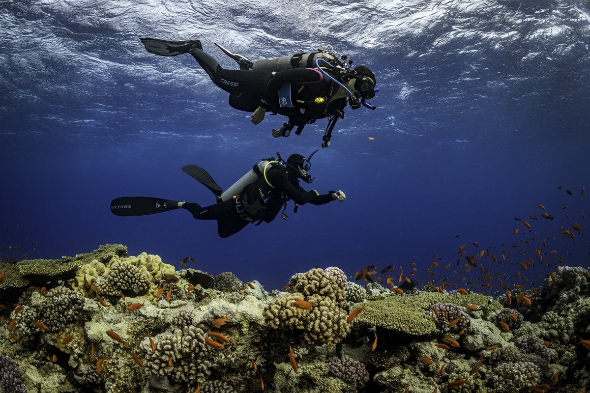 PADI_Travel's tweet photo. Dive into the hidden wonders 🪸
of the Red Sea 📍 Egypt 
Egypt’s stunning and diverse marine life combined with exceptional underwater topography provides some of the best diving worldwide. 
https://t.co/iyFO5QBTKt

#RedSeaDiving #DiveTravel #DiveGuide https://t.co/69g5M3nOfu