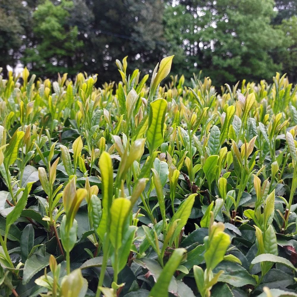 The Surugawase tea cultivar
myjapanesegreentea.com/surugawase