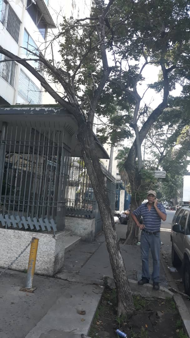 LaCaliforniaSi's tweet photo. 🚨 ALERTA | #5Jun | 📸 | Señores de la @lAlcaldiasucre, @PCivil_Ve, en la Av. París de #LaCalifornia se desprendió un árbol. No ha caído al piso porque quedó recostado del alero de la Torre B del edificio Premier. Se agradece atender la contingencia, puede caer sobre alguien. https://t.co/AyBMXqDkzk