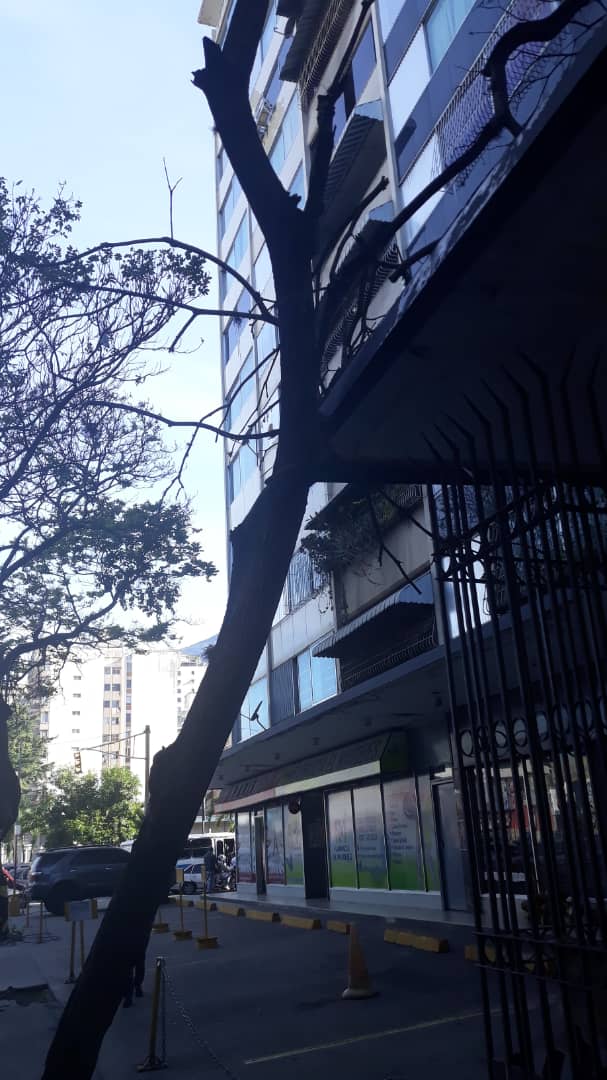LaCaliforniaSi's tweet photo. 🚨 ALERTA | #5Jun | 📸 | Señores de la @lAlcaldiasucre, @PCivil_Ve, en la Av. París de #LaCalifornia se desprendió un árbol. No ha caído al piso porque quedó recostado del alero de la Torre B del edificio Premier. Se agradece atender la contingencia, puede caer sobre alguien. https://t.co/AyBMXqDkzk