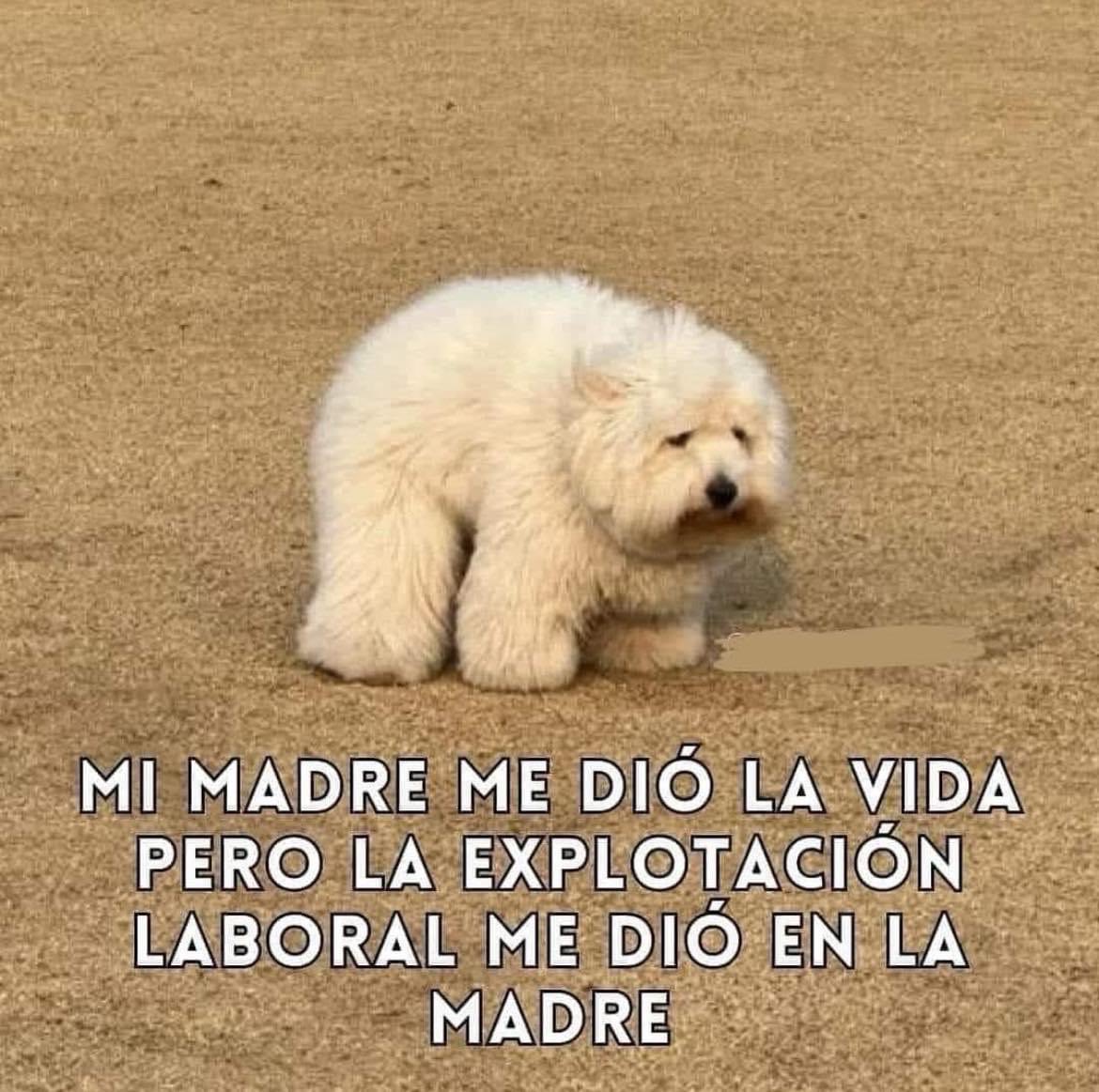 DiloConPerritos's tweet photo. https://t.co/VgkUC6ObbZ