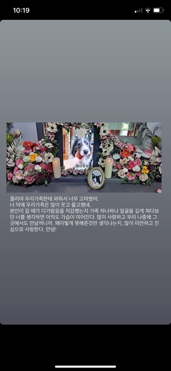 ____ripley's tweet photo. [Instagram Story Update] 
240605

Rest in peace our Collie https://t.co/tA2nhsUJo3