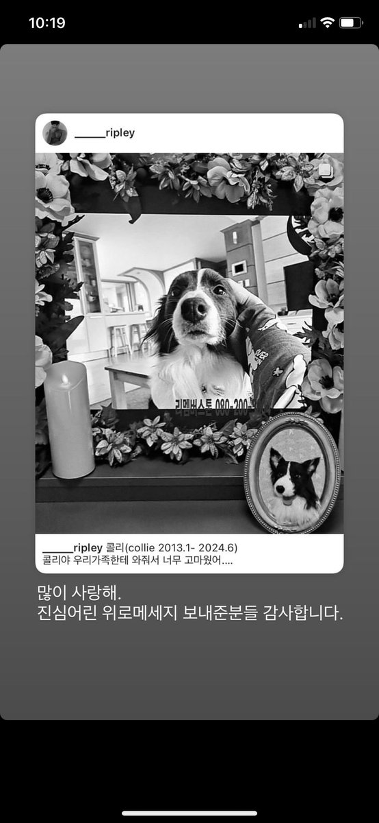 ____ripley's tweet photo. [Instagram Story Update] 
240605

Rest in peace our Collie https://t.co/tA2nhsUJo3