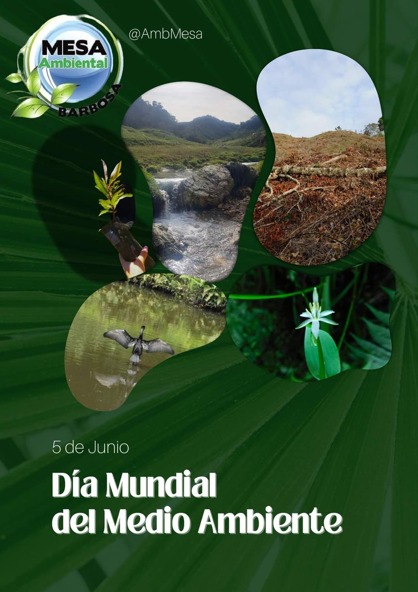 AmbMesa's tweet photo. #DiaMundialDelMedioAmbiente Es el momento de restaurar los ecosistemas desde una visión sistémica de lo ambiental. Es momento de actuar!!!
"Mucha gente, pequeña en lugares pequeños pueden cambiar el mundo" @MinAmbienteCo @BarbosAntioquia @Corantioquia @Areametropol https://t.co/JnQ7T5bhWj