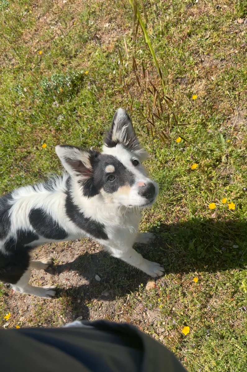 yolstolentino's tweet photo. Ayer se perdió mi perra en la zona de Ledesma, puede encontrarse en cualquier zona de Salamanca o Zamora.
Tiene microchip. Si alguien sabe algo que se ponga en contacto conmigo, con un veterinario o con la guardia civil.
Se agradece difusión. https://t.co/m2aO9NO3iZ