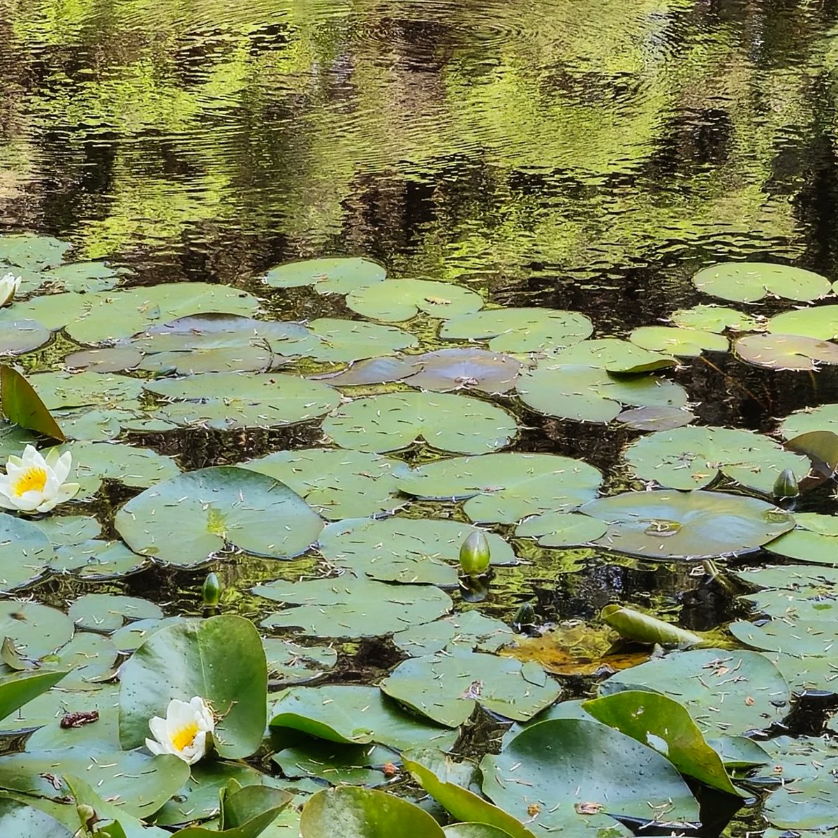 IInagh's tweet image. Mapping the soundscape of the forest as it undergoes restoration @AtSoundscapes @alannahrobins