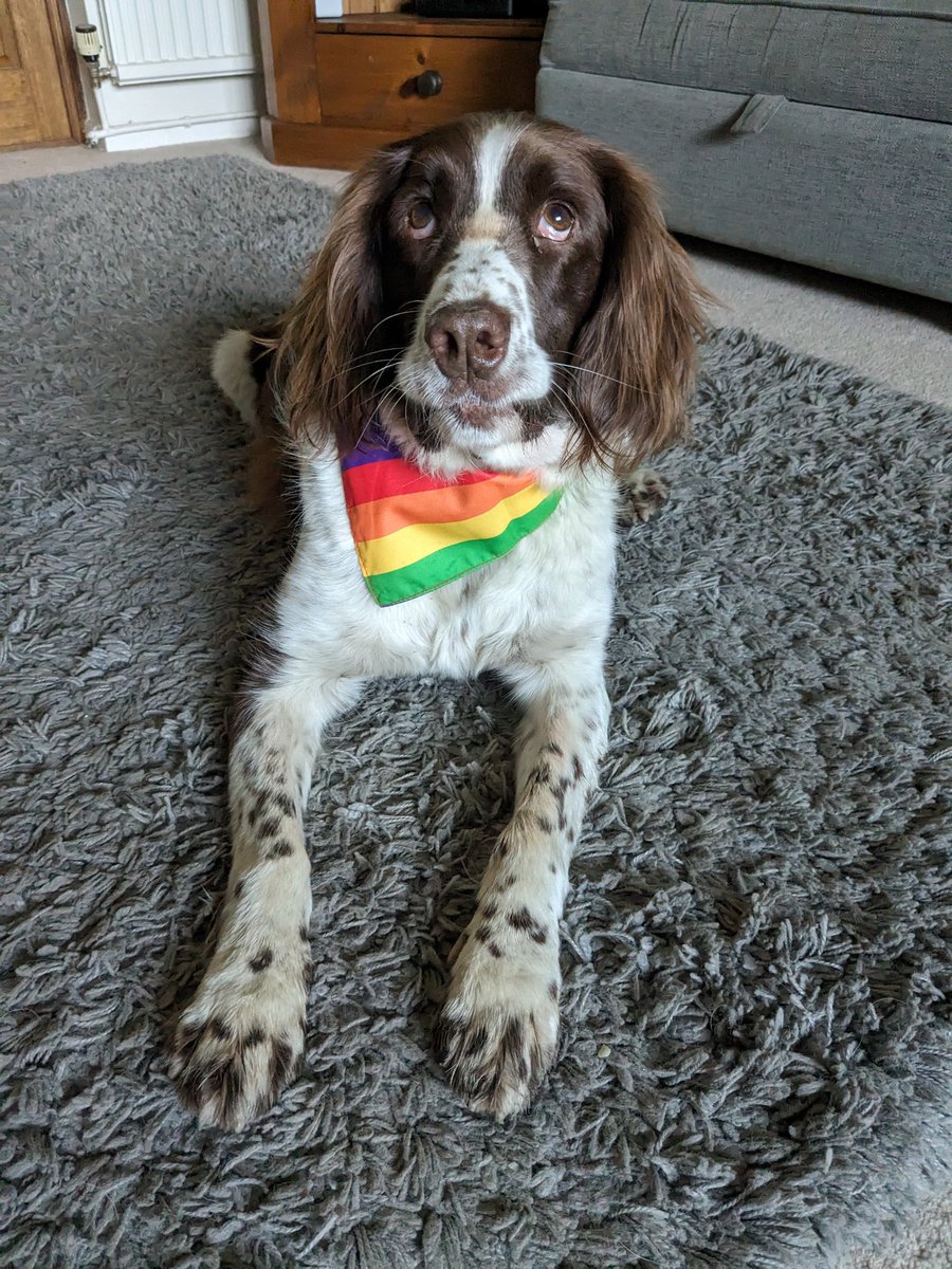 Regular volundog Gus is ready to show his support in Saturday's Pride parkrun in Trelai. We'd love to see you there! 🌈