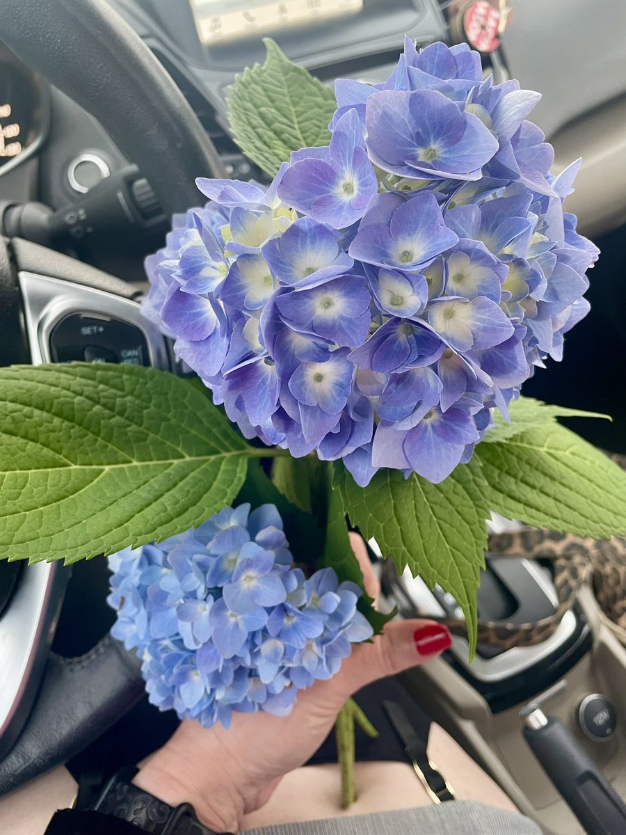 Melissa_Johnson's tweet photo. As I was leaving work yesterday a beloved library patron gave me some gorgeous purple hydrangeas from her garden. 

It was such a sweet gesture and really made me smile. They’re sitting in a vintage vase in my entryway now. 🪻💕 https://t.co/SRom2bjH1X