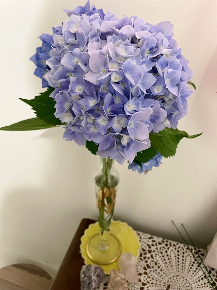 Melissa_Johnson's tweet photo. As I was leaving work yesterday a beloved library patron gave me some gorgeous purple hydrangeas from her garden. 

It was such a sweet gesture and really made me smile. They’re sitting in a vintage vase in my entryway now. 🪻💕 https://t.co/SRom2bjH1X
