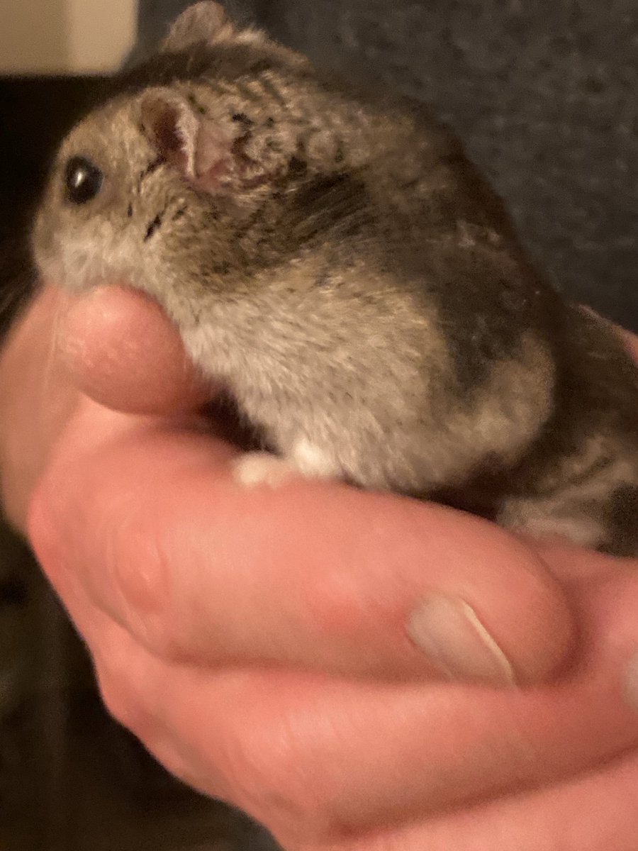 Sad news - our Xiao went OTRB 🌈 today. Mum of 6, including Dopey and Sergei - she gave us such a wonderful understanding of hamsters and so many laughs and much love. Your little paws are in our hearts! Rest easy Xiao! 😥 #RIPXiao ⁦<a href="/lyndaward5/">Dame Aunty Lynda Ward. BTP CBE.</a>⁩ ⁦<a href="/MrSebBT/">Sir Boots BT - bro to Sir Seb🌈💕</a>⁩ 💔